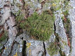 Attēlu rezultāti vaicājumam “Leskea polycarpa”