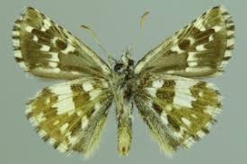 Attēlu rezultāti vaicājumam “Pyrgus alveus”