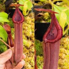 Attēlu rezultāti vaicājumam “Edwardsiana geometrica”