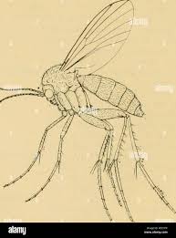 Attēlu rezultāti vaicājumam “Nematocera”
