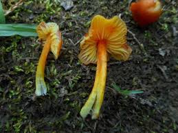 Attēlu rezultāti vaicājumam “Hygrocybe sp.”