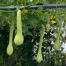 Image result for tromboncino