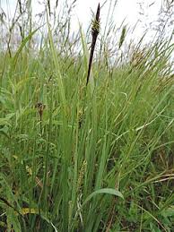 Attēlu rezultāti vaicājumam “Carex hartmanii”