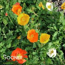 Image result for Papaver nudicaule