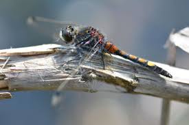Attēlu rezultāti vaicājumam “Leucorrhinia pectoralis”
