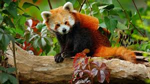 Image result for pandas
