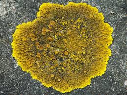 Attēlu rezultāti vaicājumam “Xanthoria fulva”