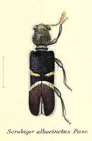 Attēlu rezultāti vaicājumam “Cleridae”