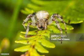 Attēlu rezultāti vaicājumam “Araneus quadratus”