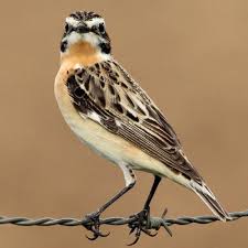 Attēlu rezultāti vaicājumam “Saxicola rubetra”