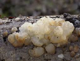 Attēlu rezultāti vaicājumam “Exidia thuretiana”