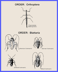 Attēlu rezultāti vaicājumam “Orthoptera”