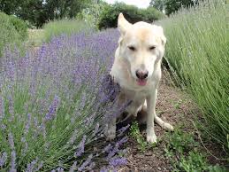 Attēlu rezultāti vaicājumam “Lavandula angustifolia flower”