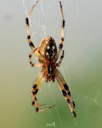 Attēlu rezultāti vaicājumam “Araneus diadematus female”