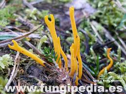 Attēlu rezultāti vaicājumam “Calocera viscosa”