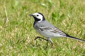 Attēlu rezultāti vaicājumam “Motacillidae”