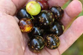 Attēlu rezultāti vaicājumam “Jovibarba globifera fruit”