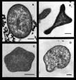 Archaea
