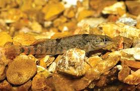 Attēlu rezultāti vaicājumam “Diderma ochraceum macro”