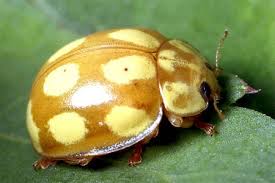 Attēlu rezultāti vaicājumam “Calvia decemguttata”