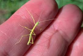 Attēlu rezultāti vaicājumam “Comatricha fragilis stalked”