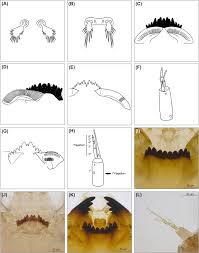 Attēlu rezultāti vaicājumam “Chironomidae”