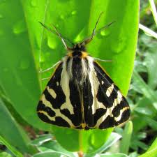 Attēlu rezultāti vaicājumam “Parasemia plantaginis female”