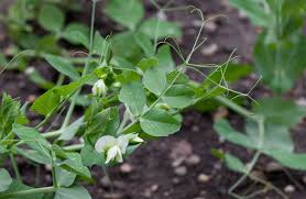 Attēlu rezultāti vaicājumam “Pisum sativum leaf”