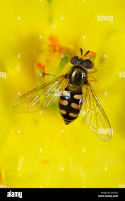 Attēlu rezultāti vaicājumam “Eupeodes corollae”