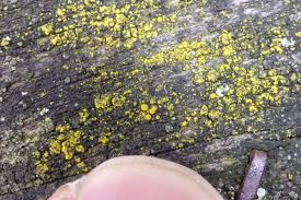 Attēlu rezultāti vaicājumam “Candelariella sp.”