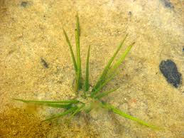 Attēlu rezultāti vaicājumam “Isoetes echinospora”