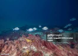 Image result for Diplodus cadenati