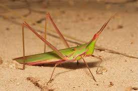 Attēlu rezultāti vaicājumam “Acrididae”