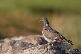 Attēlu rezultāti vaicājumam “Columba palumbus adult”
