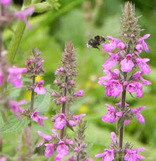 Attēlu rezultāti vaicājumam “Stachys palustris leaf”