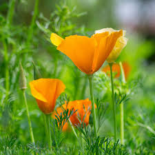 Attēlu rezultāti vaicājumam “Eschscholzia californica flower”