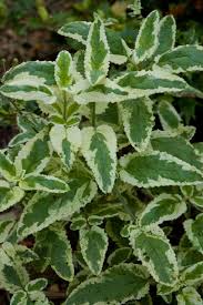 Attēlu rezultāti vaicājumam “Arcyria helvetica stalked”