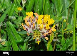 Attēlu rezultāti vaicājumam “Anthyllis vulneraria flower”