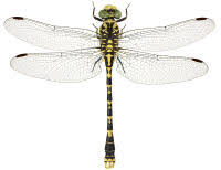 Attēlu rezultāti vaicājumam “Onychogomphus forcipatus”