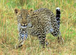 Attēlu rezultāti vaicājumam “Lycogala leopardinum young”