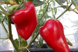 Afbeeldingsresultaat voor hungarian sweet apple sweet pepper