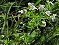 Attēlu rezultāti vaicājumam “Galium rivale”