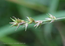 Attēlu rezultāti vaicājumam “Carex spicata”