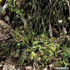 Attēlu rezultāti vaicājumam “Luzula pilosa”