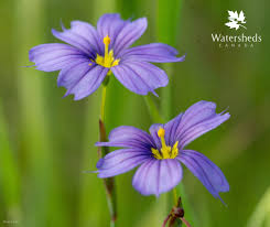 Attēlu rezultāti vaicājumam “Sisyrinchium montanum”