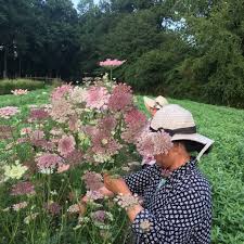 Image result for Daucus carota