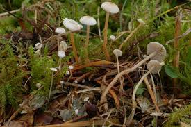 Attēlu rezultāti vaicājumam “Collybia tuberosa”