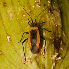 Attēlu rezultāti vaicājumam “Miridae”