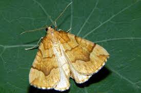 Attēlu rezultāti vaicājumam “Eulithis mellinata”