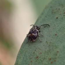 Attēlu rezultāti vaicājumam “Ptinus sp. male”